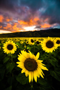 Maui Sunflowers Wall Art
