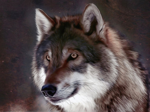 Midnight Watcher Wall Art