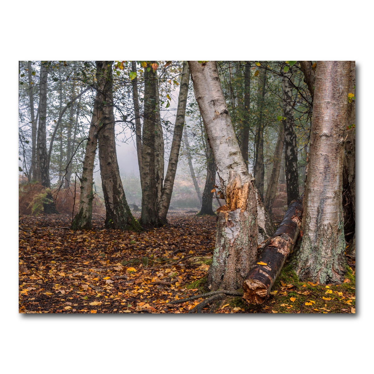 AUTO-MOCKUP WHITE | Misty Morning | 1 Piece | Gallery Wrap Canvas | group=4x3