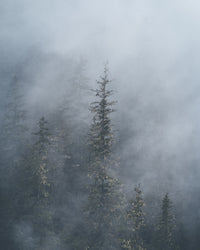 Misty Trees 2 Wall Art