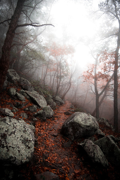 Moody Forest Wall Art