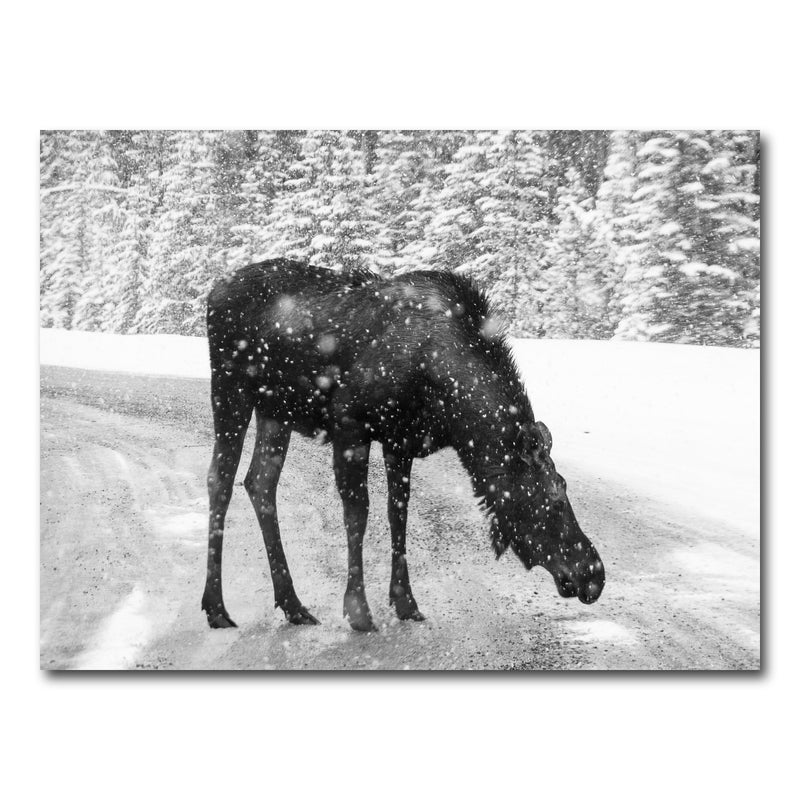 AUTO-MOCKUP WHITE | Moose | 1 Piece | Gallery Wrap Canvas | group=4x3
