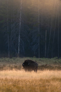 Morning Graze Wall Art