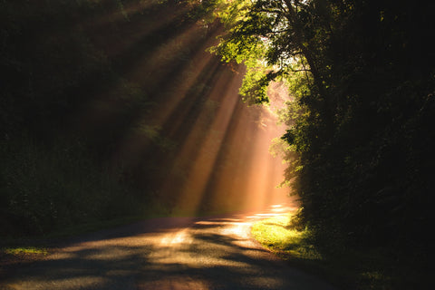 Morning Rays Wall Art
