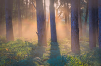 Morning in Reigate heath Wall Art