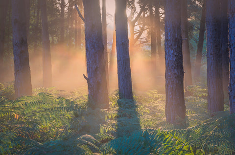 Morning in Reigate heath Wall Art
