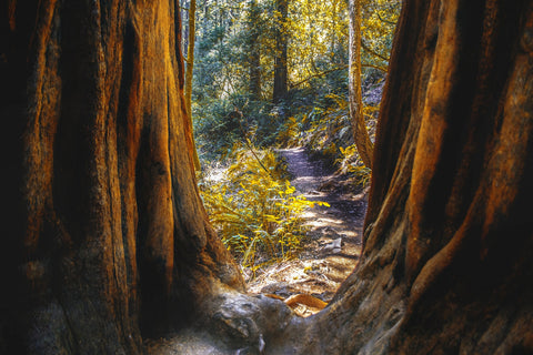 Muir Woods Wall Art