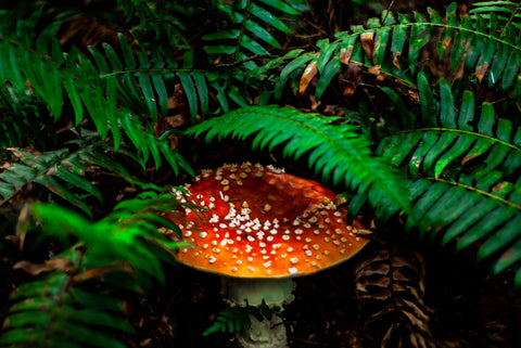 Mushroom and Ferns Wall Art
