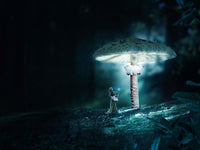 Mushrooms Wall Art