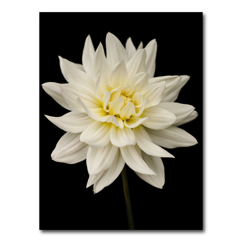 AUTO-MOCKUP WHITE | Nature | 1 Piece | Gallery Wrap Canvas | group=3x4