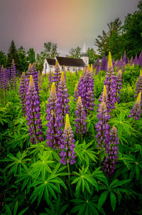 New Hampshire Lupines Wall Art