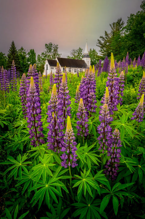 New Hampshire Lupines Wall Art
