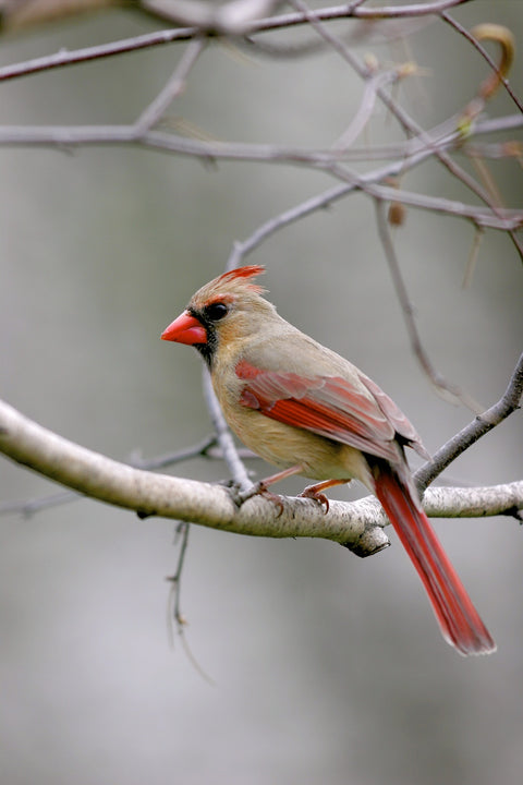 Northern Cardinal Female Wall Art