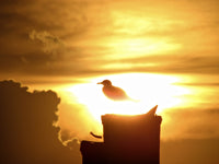 Nuclear Seagull Wall Art