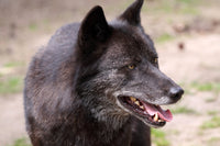 Older Black Wolf Wall Art