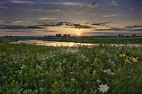 Open Field in Illinois Wall Art