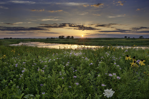 Open Field in Illinois Wall Art