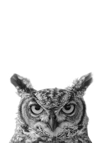 Owl Wall Art