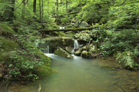 Ozark National Forest Wall Art
