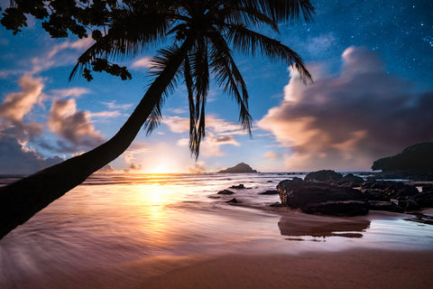 Palm Tree Beach Wall Art