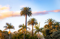 Palm Trees Wall Art