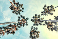 Palm Trees Blue Sky Wall Art