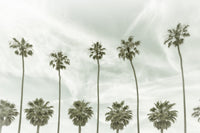 Palm Trees and Clouds Wall Art