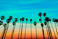 Palm tree Sunset Santa Barbara Wall Art