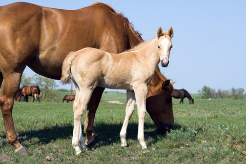Palomino quarter horse foal and mare Wall Art