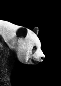 Panda Wall Art