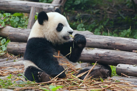 Panda bear eating bamboo Wall Art