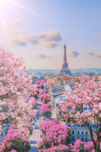 Paris Sakura Wall Art