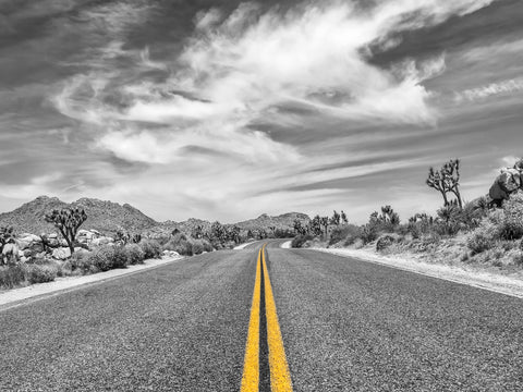 Park Boulevard with Joshua Trees Wall Art