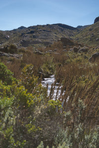 Path - Itatiaia National Park Brazil Wall Art