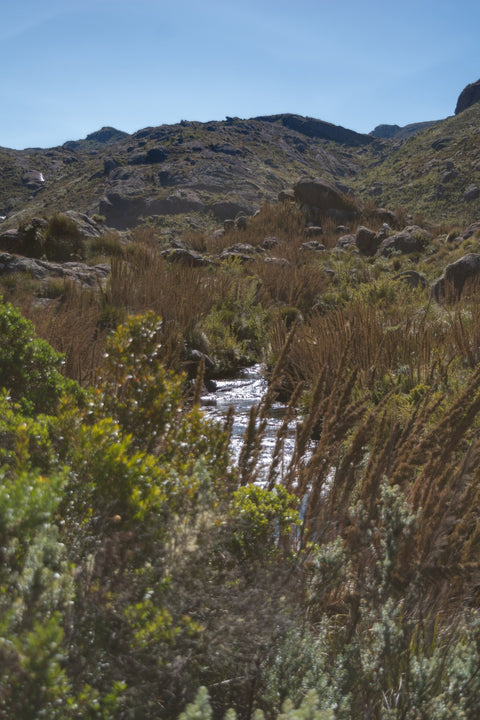 Path - Itatiaia National Park Brazil Wall Art