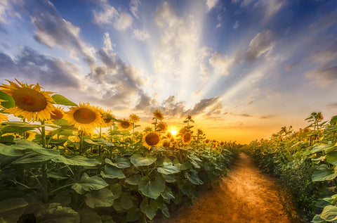 Path through the sunflower field Wall Art