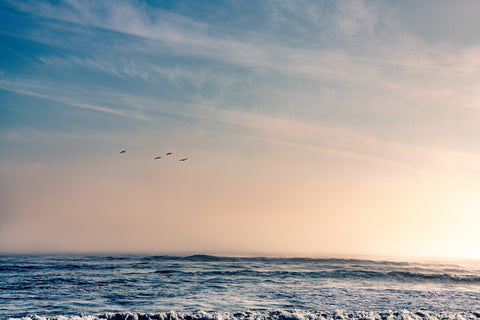 Pelican Sunset Wall Art