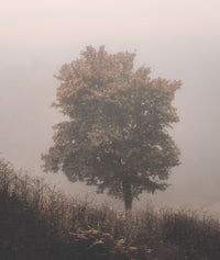 Pink Haze Wall Art
