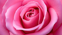 Pink Rose Wall Art