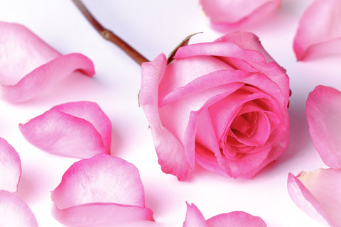 Pink Rose Petals Wall Art