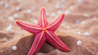 Pink Star Fish Wall Art