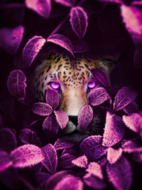 Pink eyes Jaguar Wall Art