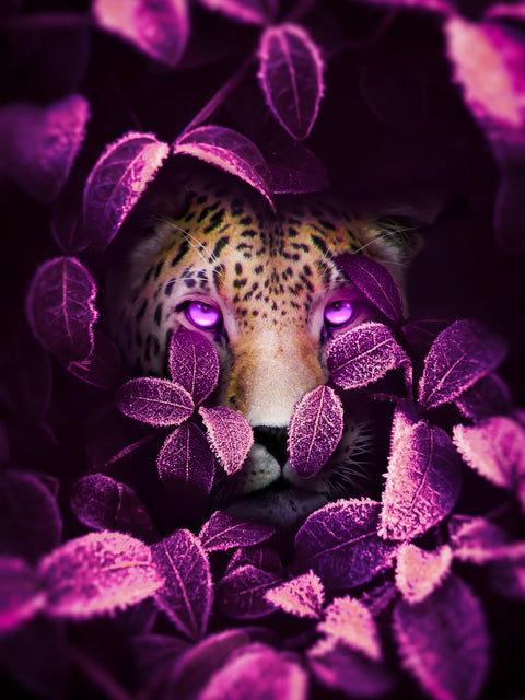 Pink eyes Jaguar Wall Art