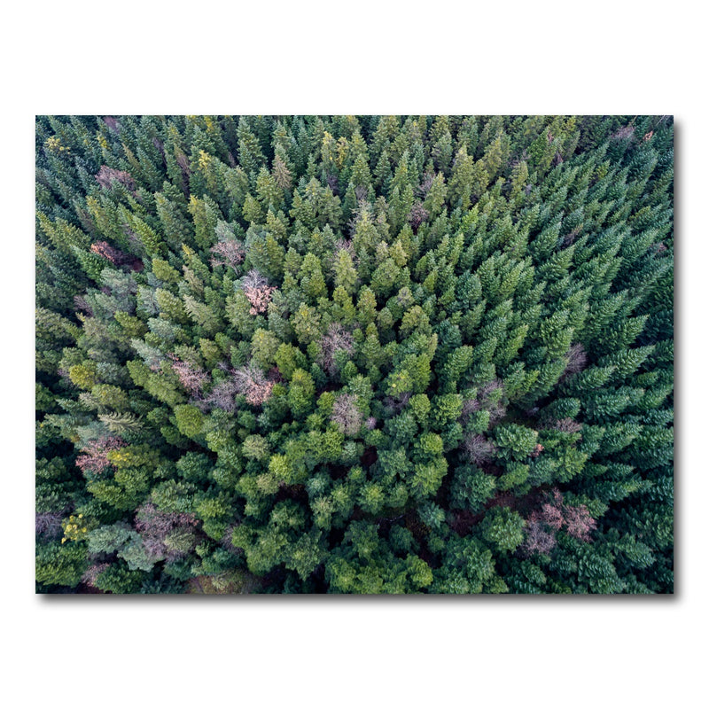 AUTO-MOCKUP WHITE | Pointy Pines | 1 Piece | Gallery Wrap Canvas | group=4x3