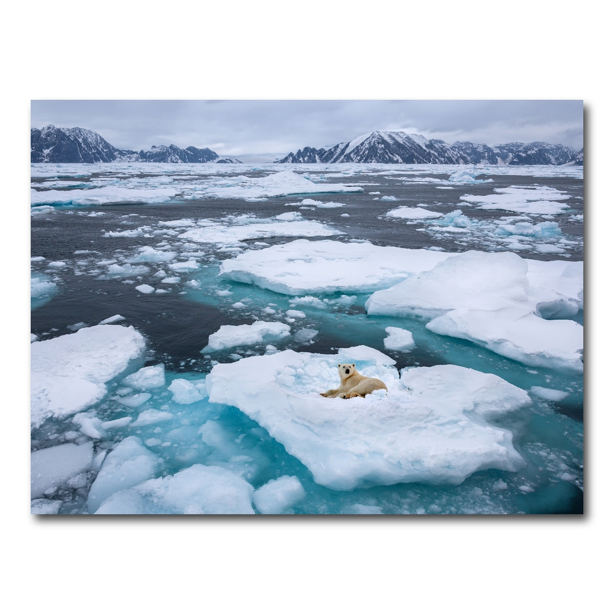 AUTO-MOCKUP WHITE | Polar Bear - Greenland | 1 Piece | Gallery Wrap Canvas | group=4x3