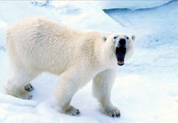 Polar Bear in Svalbard Norway Wall Art