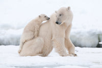 Polar bear with cub Wall Art