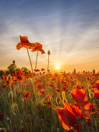 Poppies in sunset Wall Art