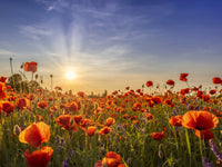 Poppies in the evening Wall Art