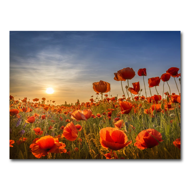 AUTO-MOCKUP WHITE | Poppies in the sunset | 1 Piece | Gallery Wrap Canvas | group=4x3